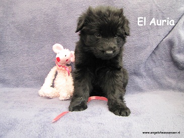 El Auria, zwarte ODH teef, 5 weken jong